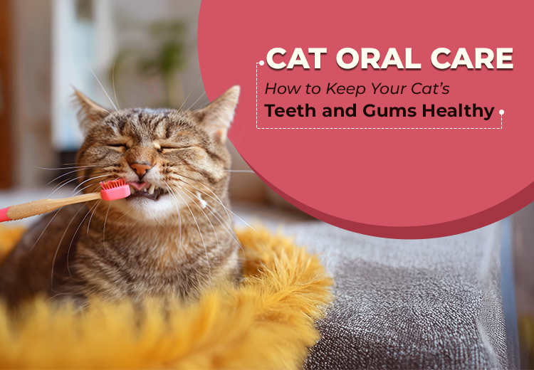 Cat Oral Care: How to Keep Your Cat’s Teeth and Gums Healthy
